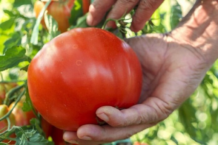 Tomaty budú veľké ako dlaň a neuveriteľne chutné: ešte nie je neskoro pripraviť roztok